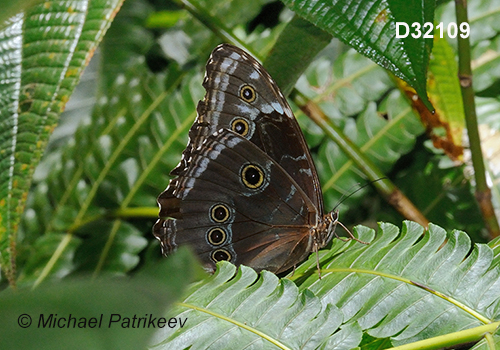 Common Morpho (Morpho helenor)